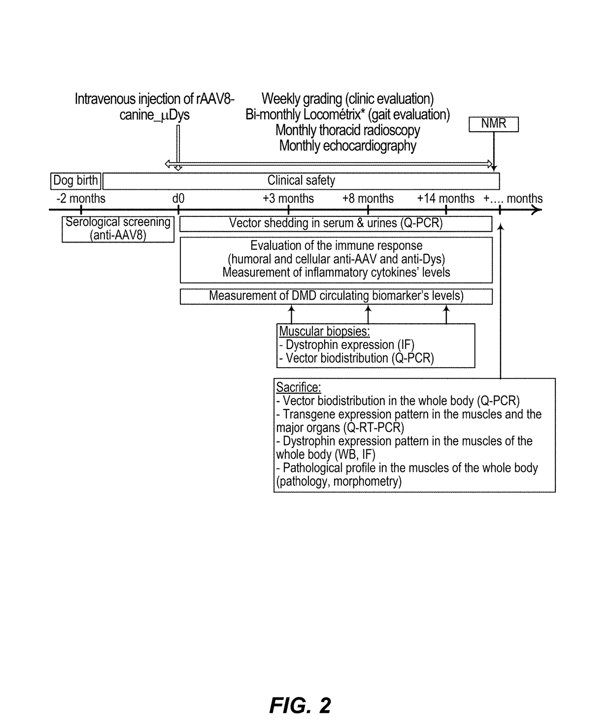 Efficient systemic treatment of dystrophic muscle pathologies