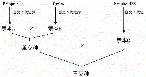 A kind of three-cross breeding method of cucumber rootstock