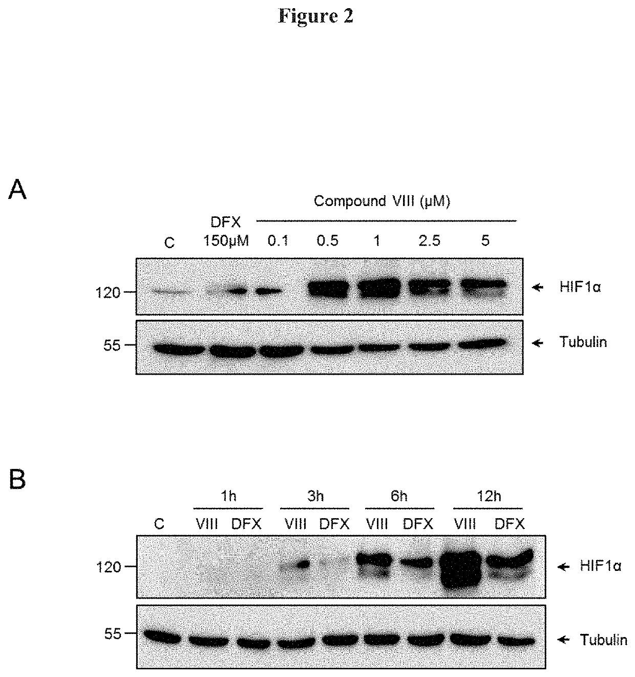 Cannabidiol derivatives as inhibitors of the hif prolyl hydroxylases activity