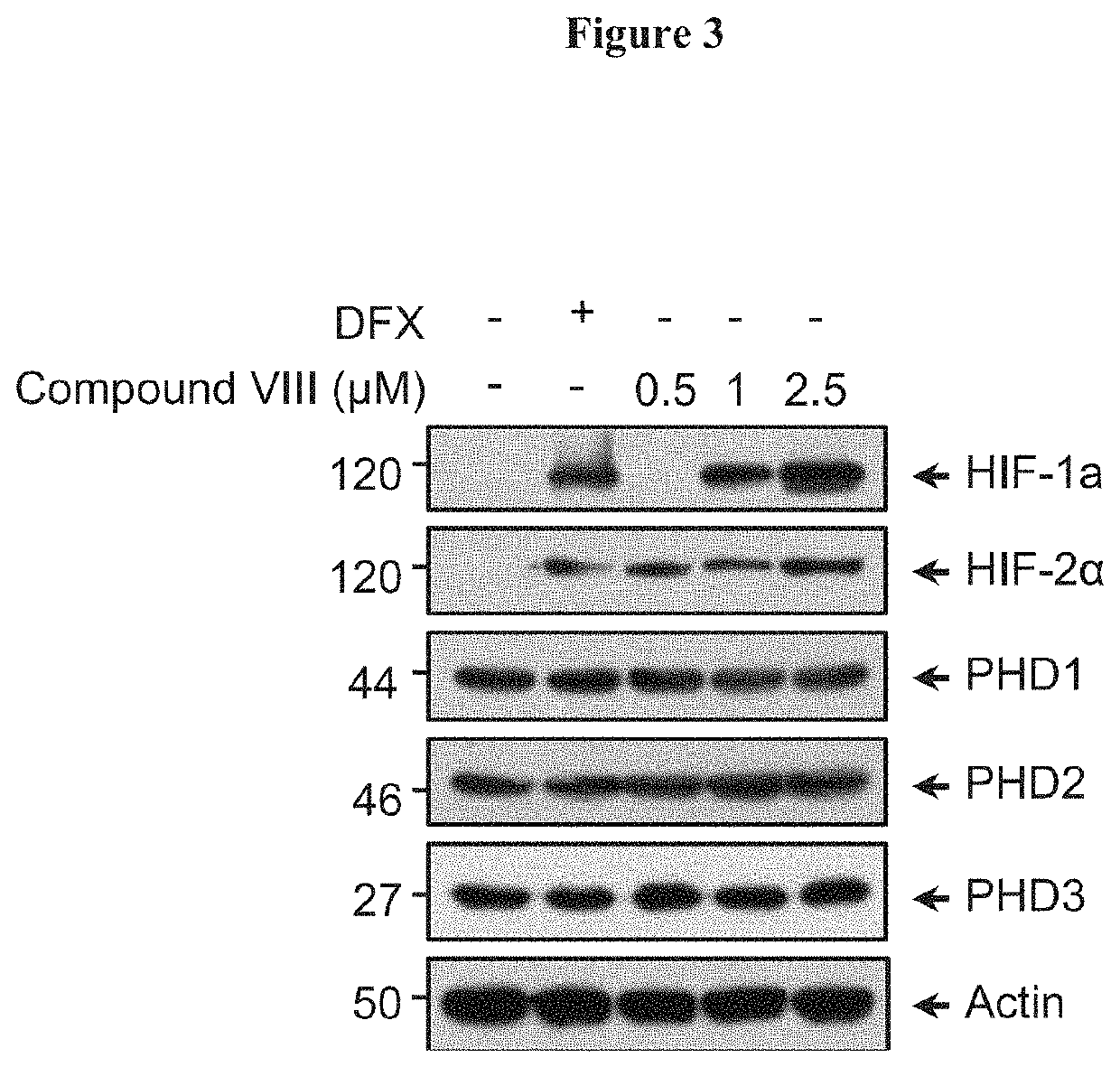 Cannabidiol derivatives as inhibitors of the hif prolyl hydroxylases activity