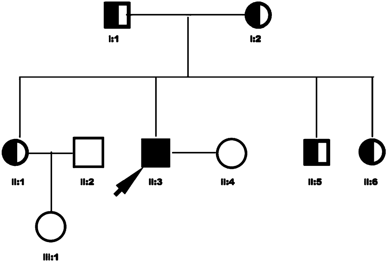 Autosomal recessive heredity Kartagener syndrome mutant gene and application thereof