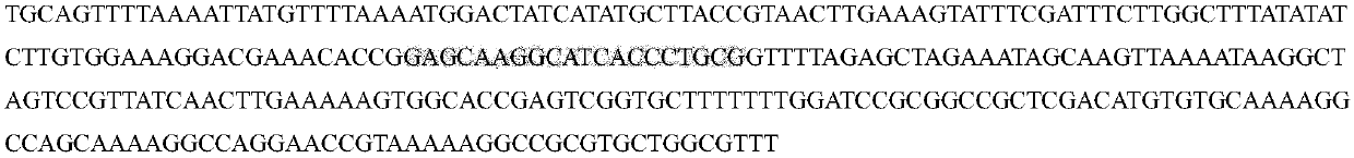 Establishment method of positive screening system based on gene knockout cells