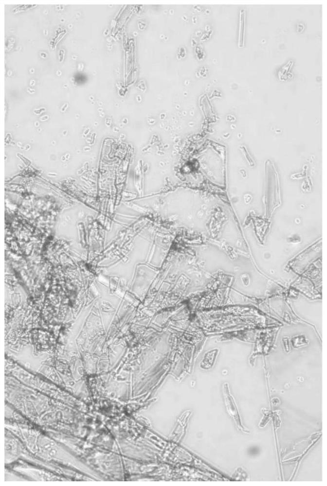 Method for preparing fisetin by enzyme method