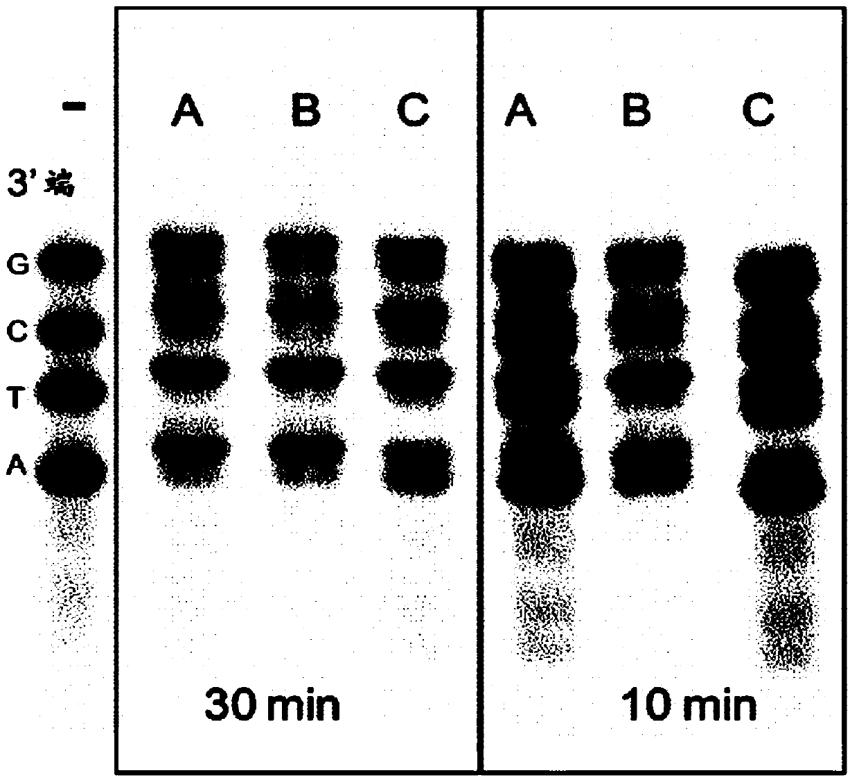 Enzyme composition for dna end repair, adenylation, phosphorylation