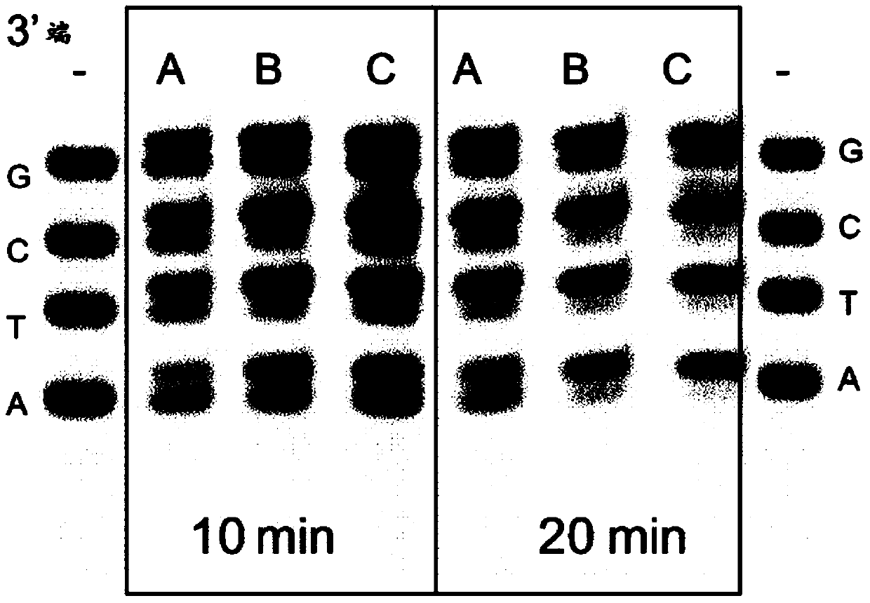 Enzyme composition for dna end repair, adenylation, phosphorylation