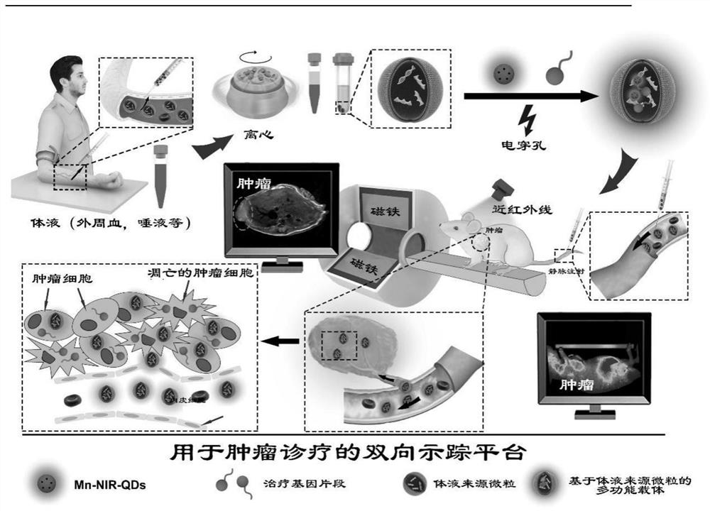 A multifunctional carrier based on cell-derived vesicles in body fluids, its preparation method and application