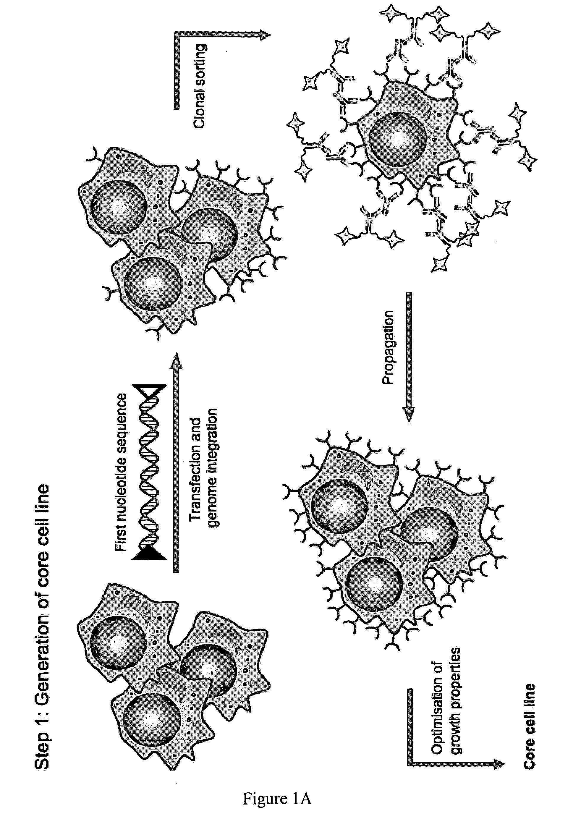 Genetically modified eukaryotic cells