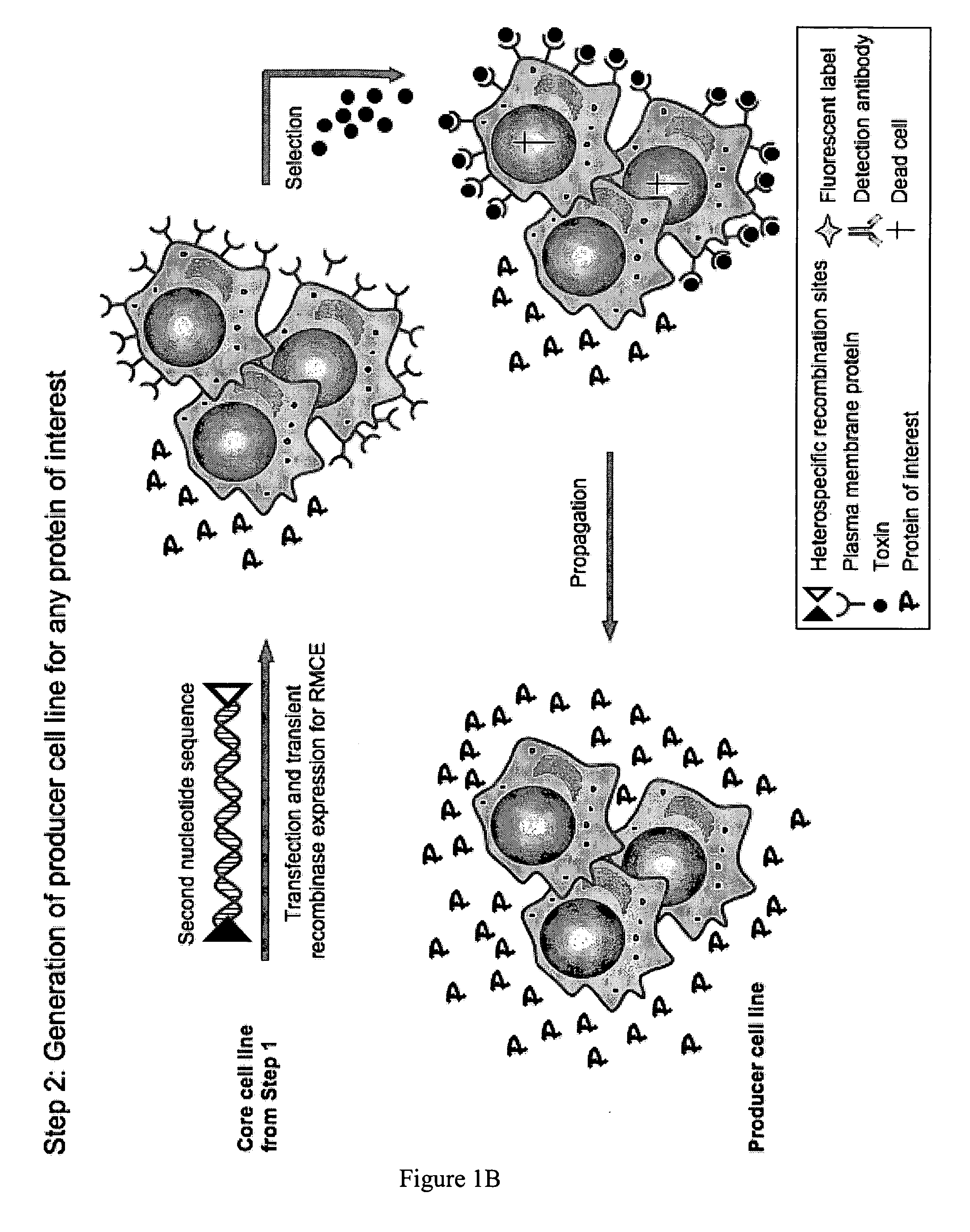 Genetically modified eukaryotic cells