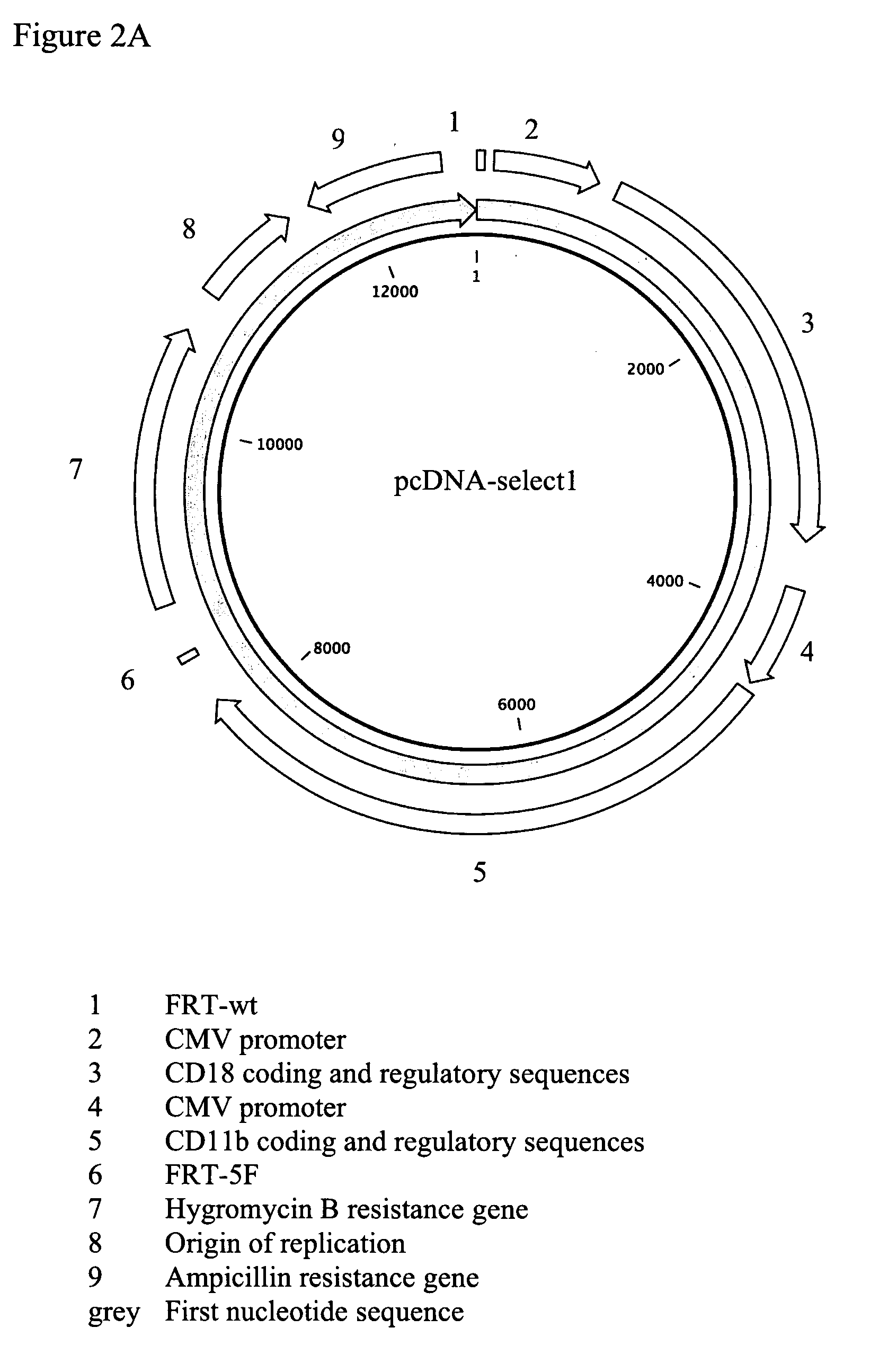 Genetically modified eukaryotic cells