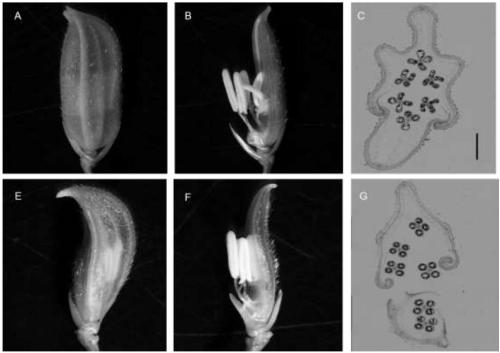 Rice glumes developmental gene AH1 and application thereof