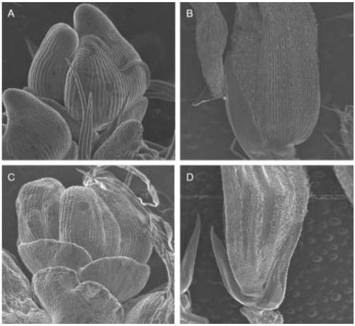 Rice glumes developmental gene AH1 and application thereof