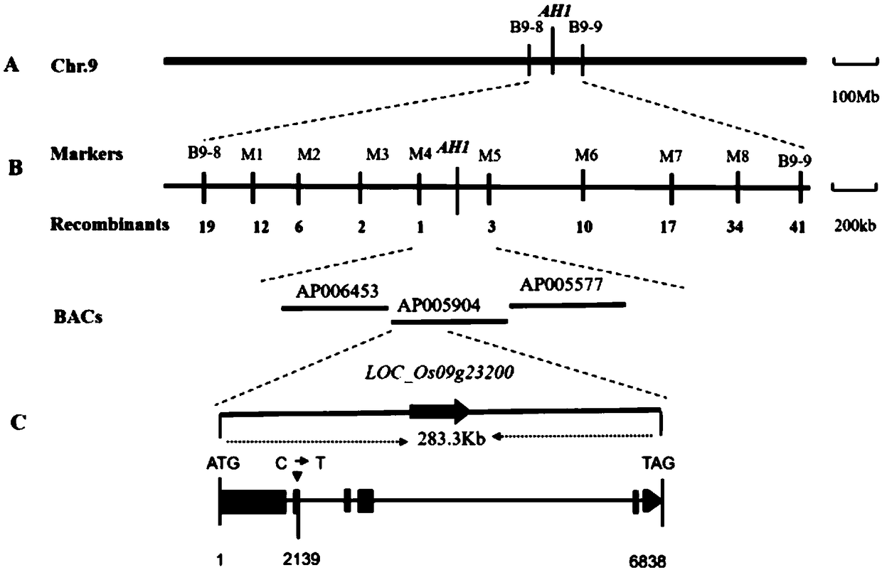 Rice glumes developmental gene AH1 and application thereof