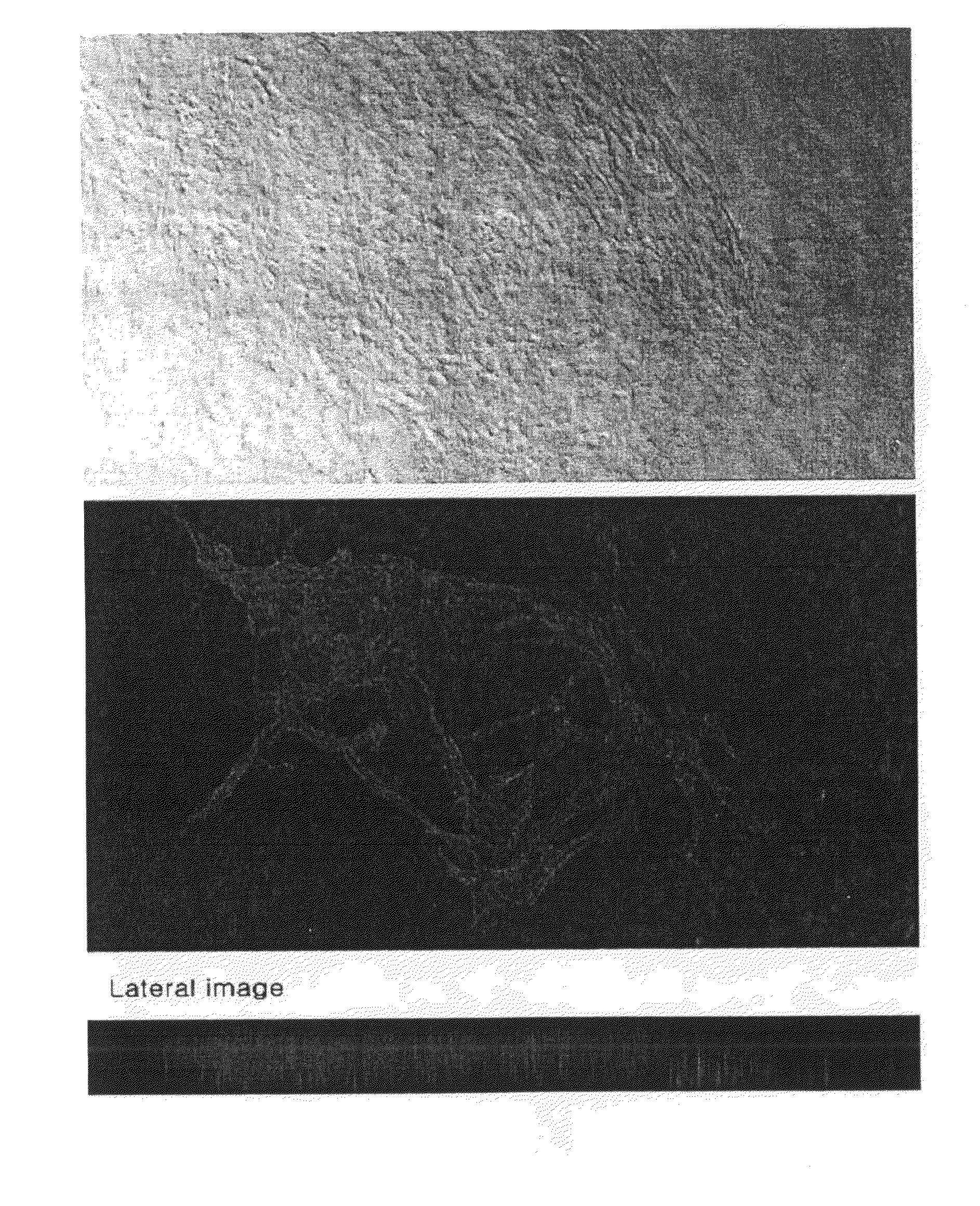 Process for isolating vascular endothelial cells from embryoid bodies differentiated from embryonc stem cells