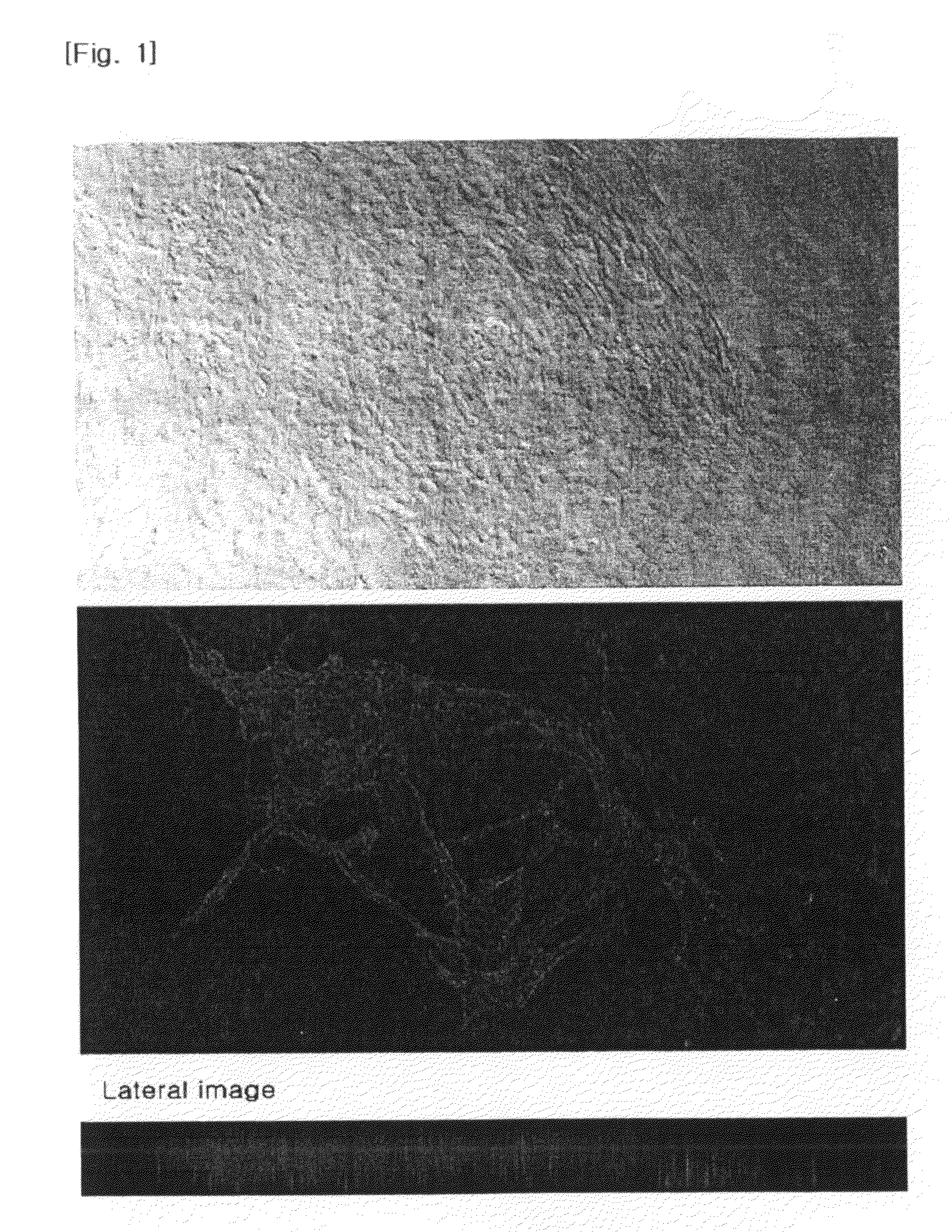 Process for isolating vascular endothelial cells from embryoid bodies differentiated from embryonc stem cells