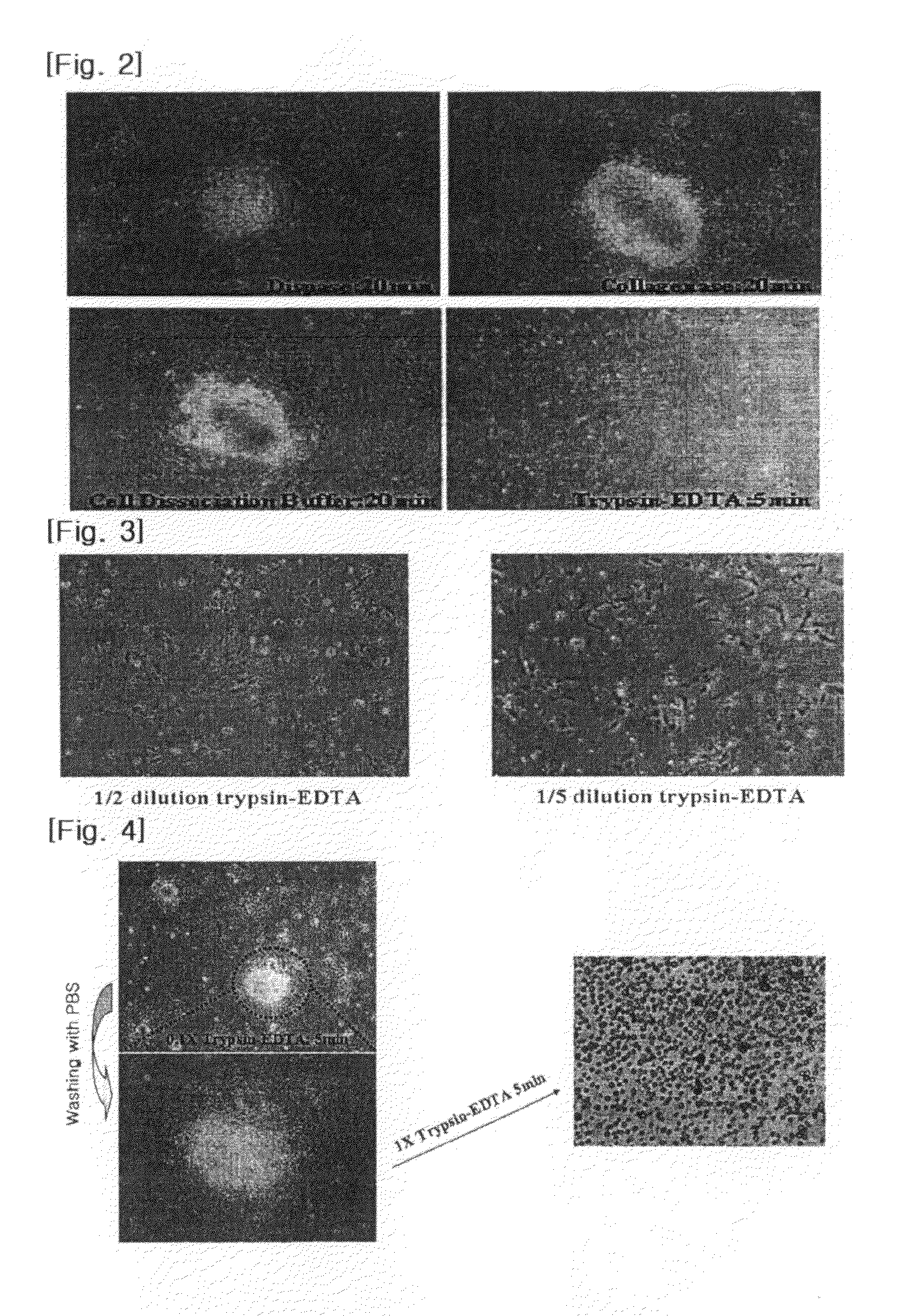 Process for isolating vascular endothelial cells from embryoid bodies differentiated from embryonc stem cells