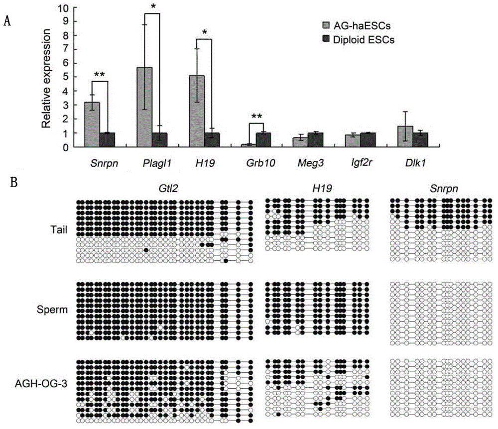 Orphan and haploid stem cell line and its preparation method and application