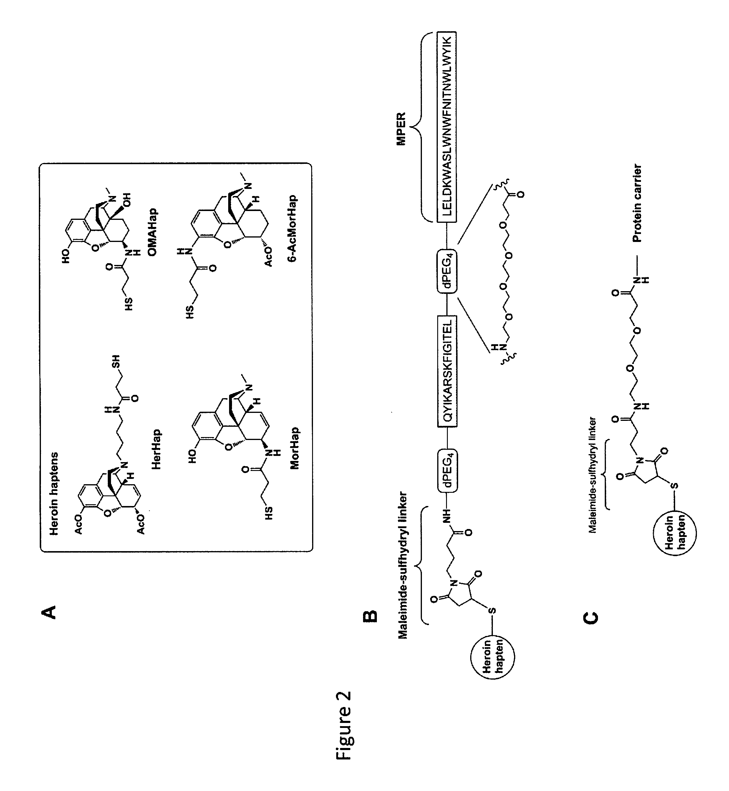 Induction of highly specific antibodies to a hapten but not to a carrier peptide by immunization