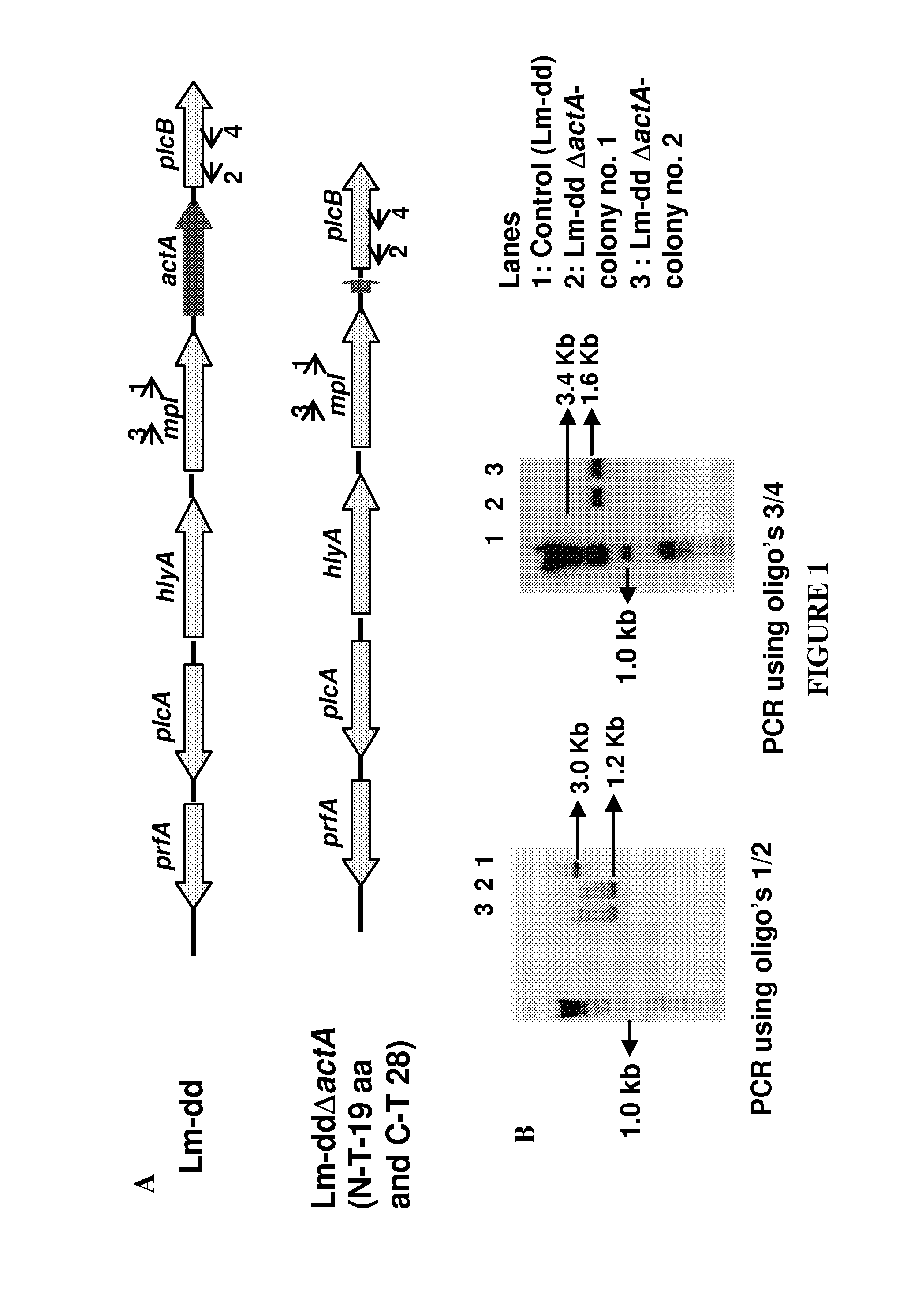 Dual delivery system for heterologous antigens