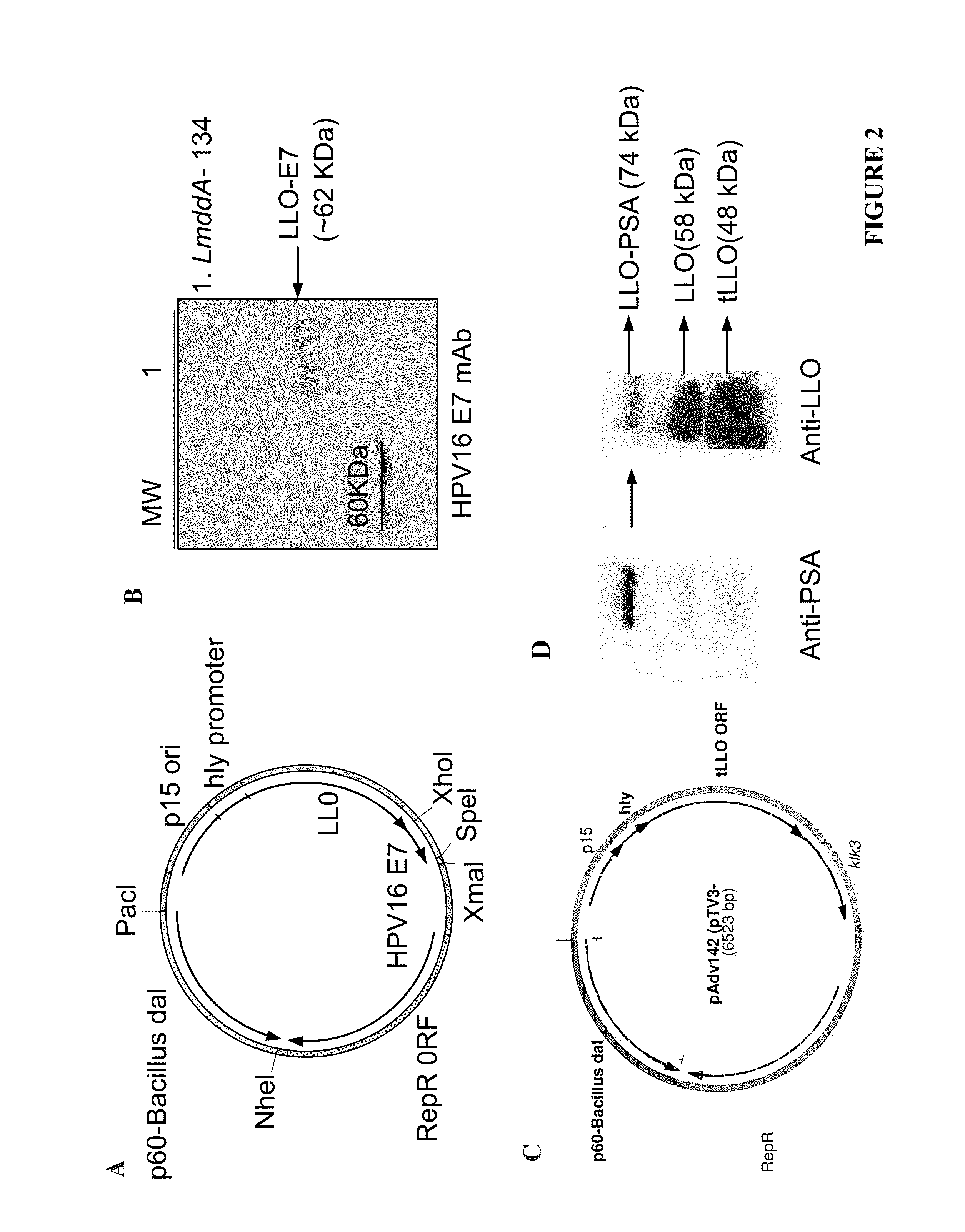 Dual delivery system for heterologous antigens