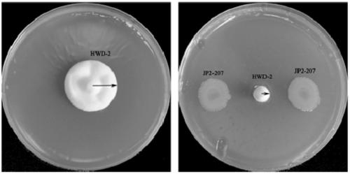 Pseudomonas mosselii and application thereof