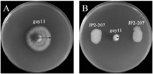 Pseudomonas mosselii and application thereof