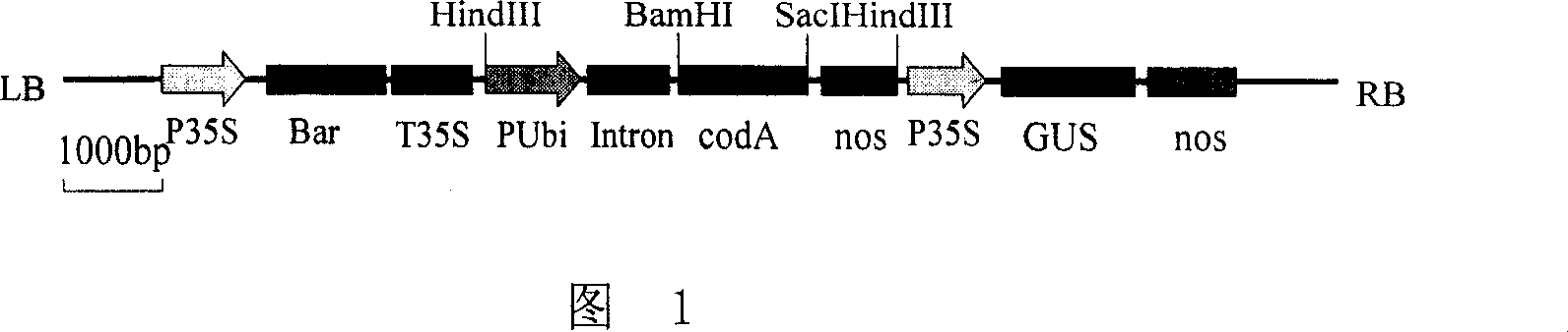 Method and its expression carrier for eliminating environmental pollution from Tr-gene plant gene drift