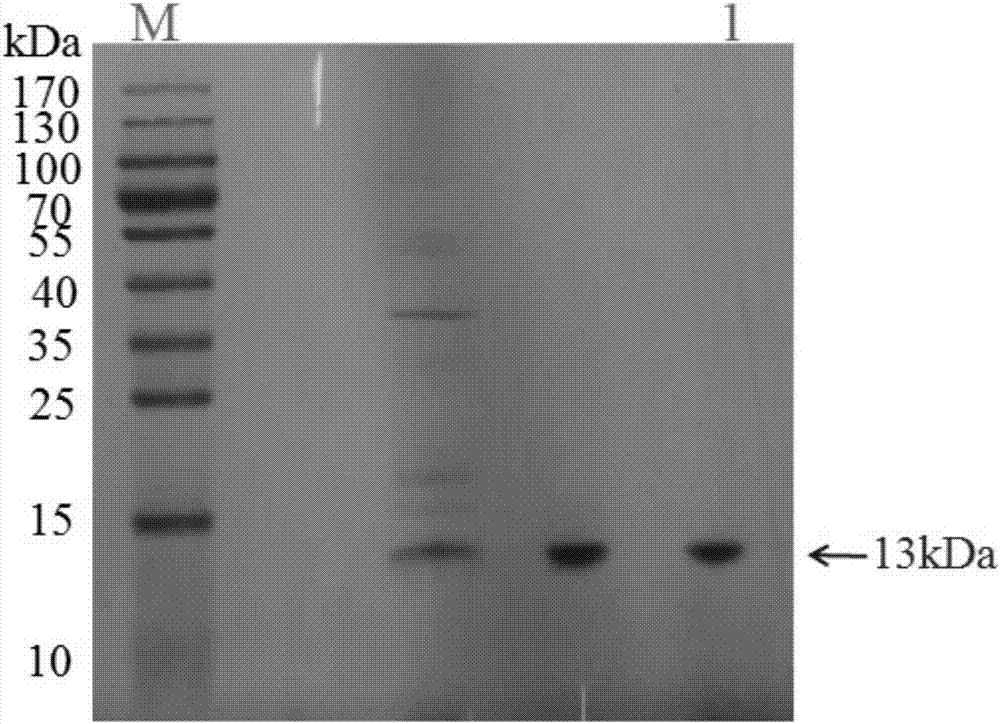 PD-1 targeted polypeptide and application thereof