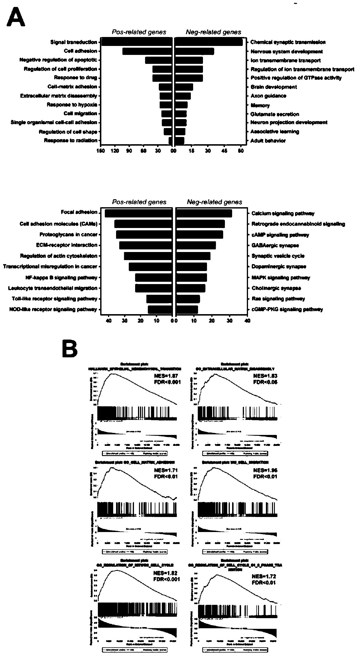 Application of BACE2 as glioma prognosis/diagnosis/treatment marker