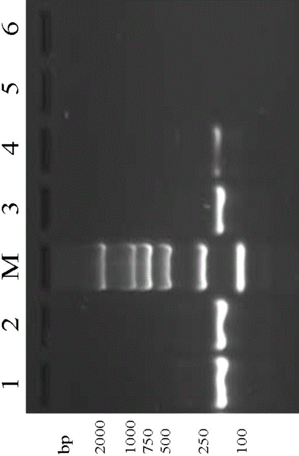 Tomato spotted wilf virus molecule standard sample and preparation method thereof