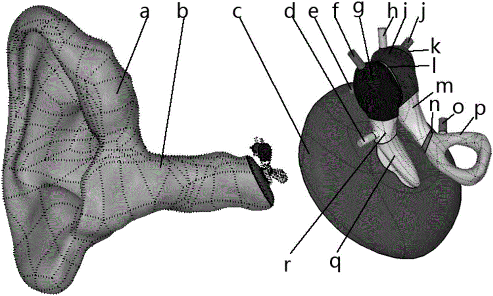 Biomechanical research, modeling, verification and application of human ear for railway vehicles