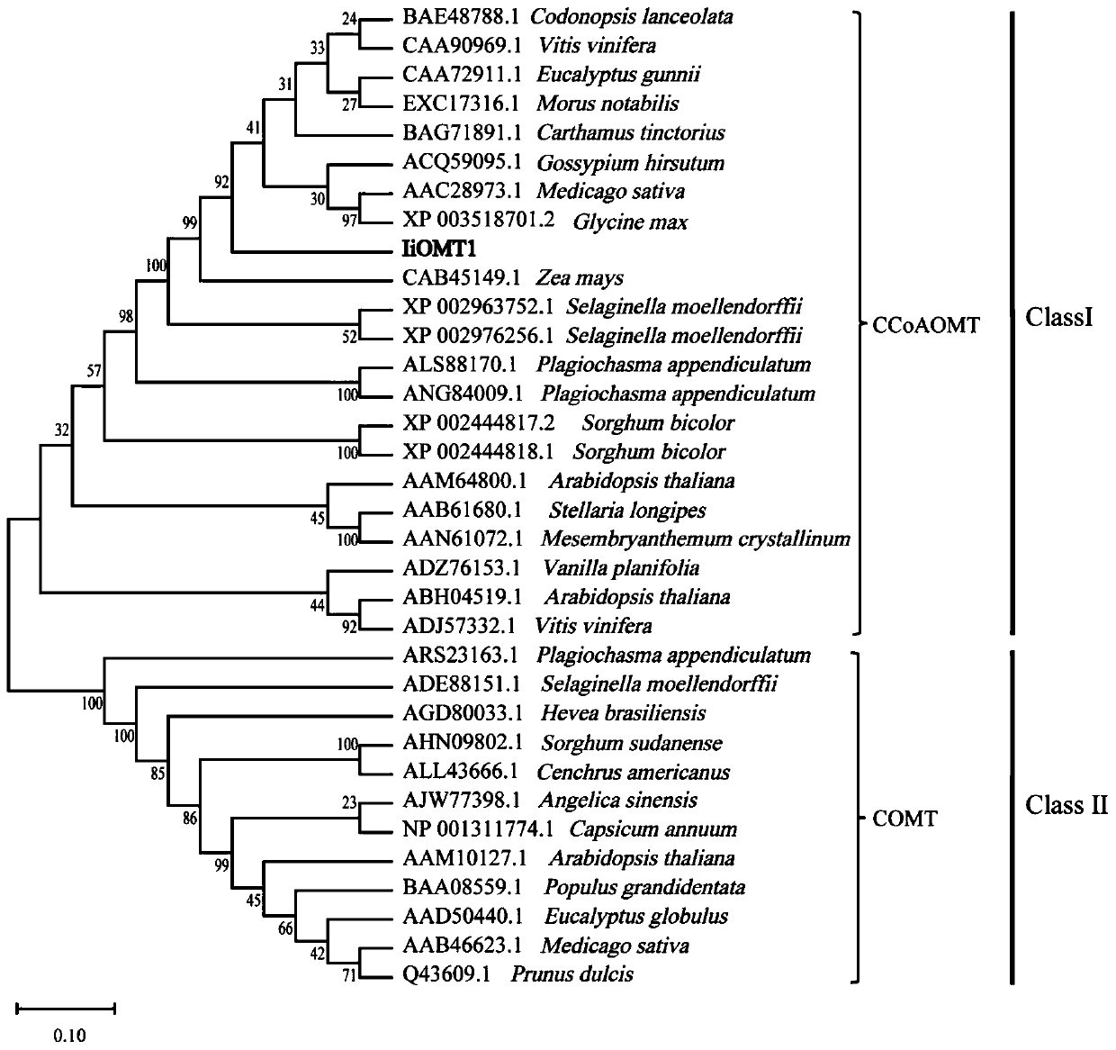 Plant flavone methyltransferase protein as well as encoding gene and application thereof