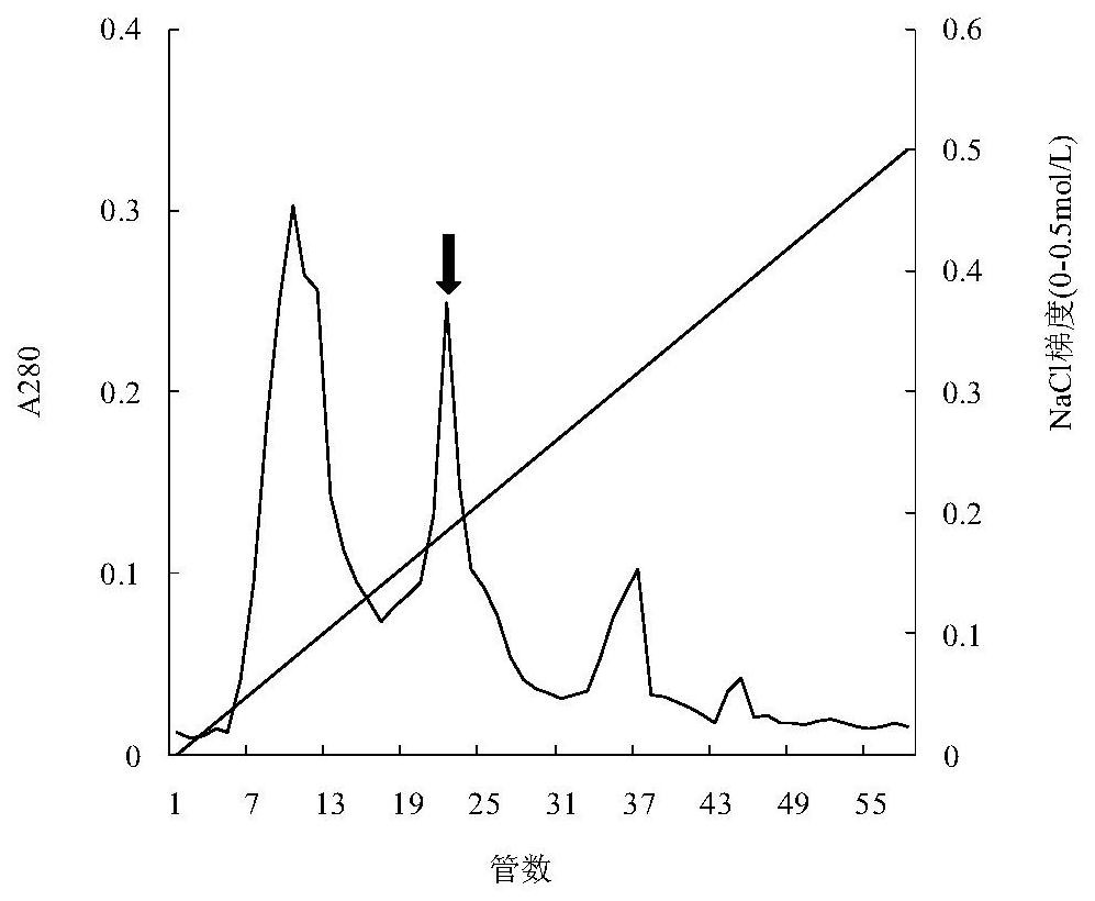 A kind of rice blast fungus elicitor mo65 and its purification method