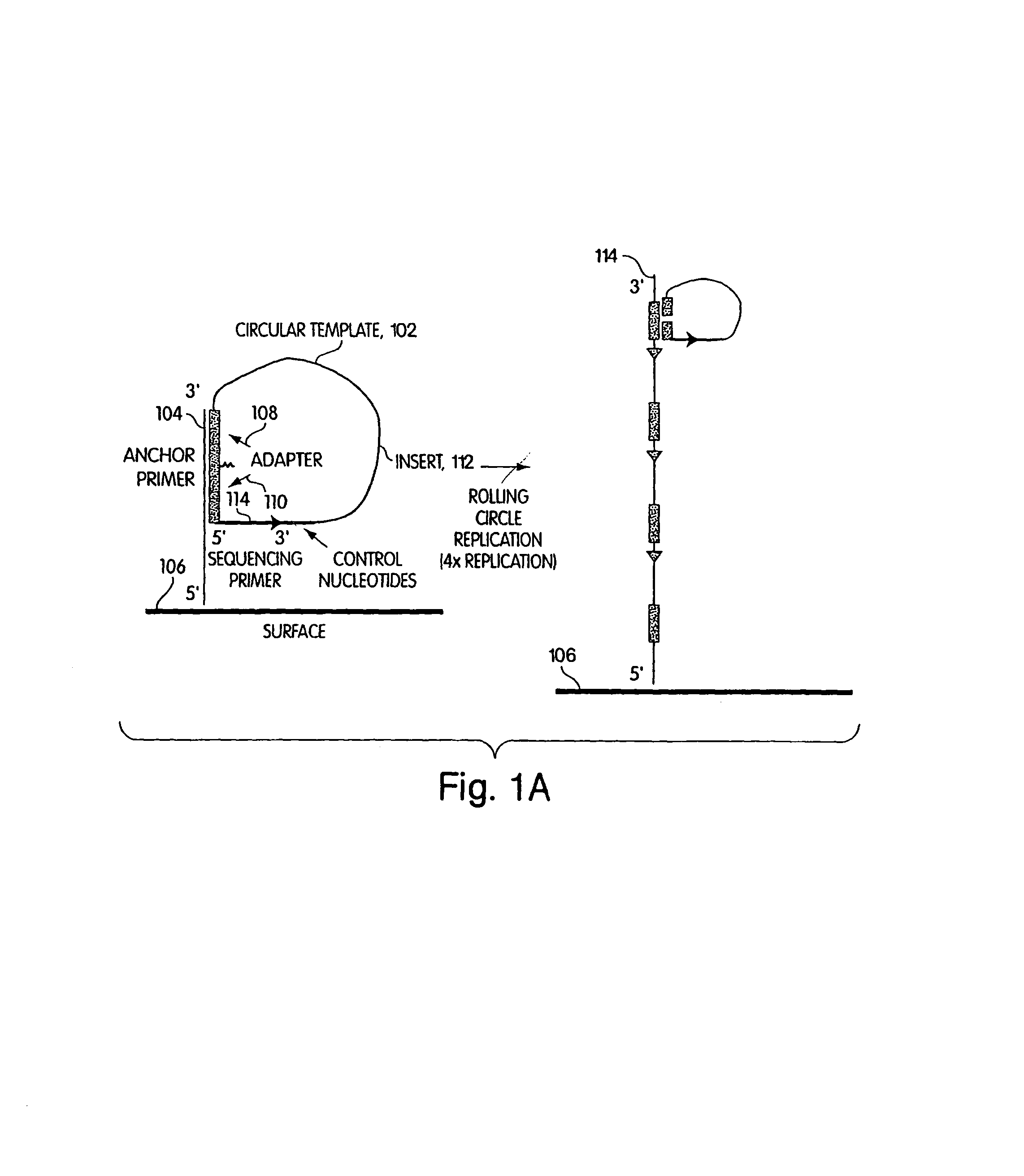 Method of sequencing a nucleic acid