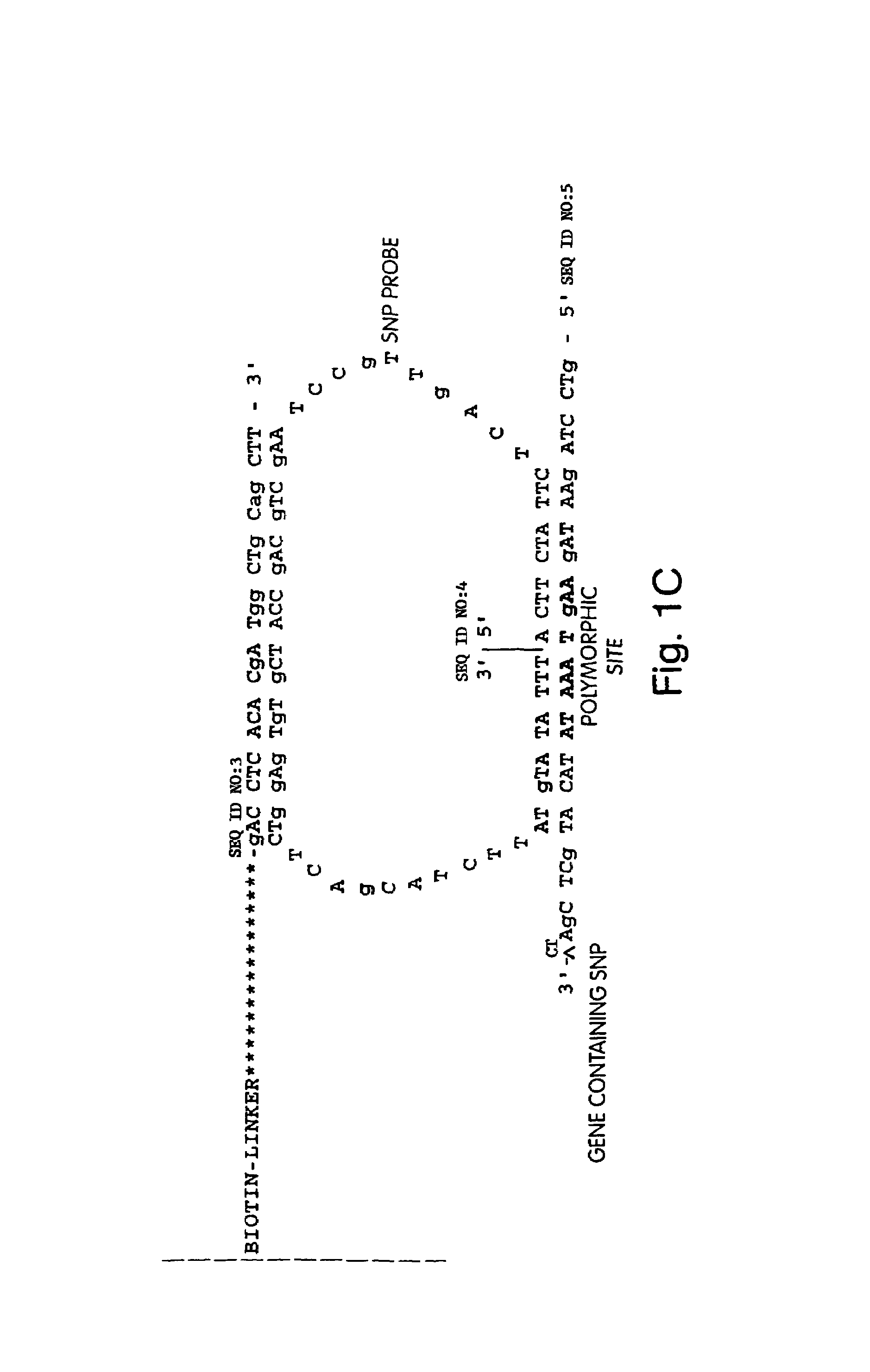 Method of sequencing a nucleic acid