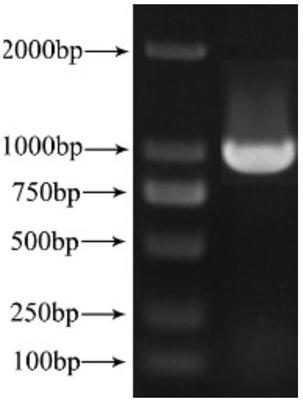 A myrothamnus flabellifolia gene MfWRKY17 and application thereof