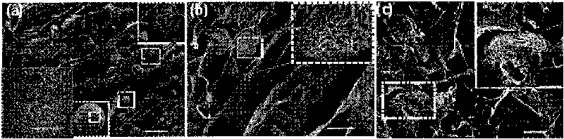 Injectable composite material capable of promoting bone regeneration and repair and preparation method thereof