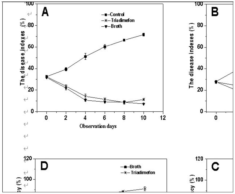 Self-dissolving solution for novel lysobacter enzymogenes strain LE16 and preparation method of self-dissolving solution