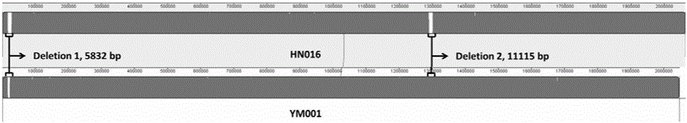 Streptococcus agalactiae attenuated strain YM001 genome sequence feature and use thereof