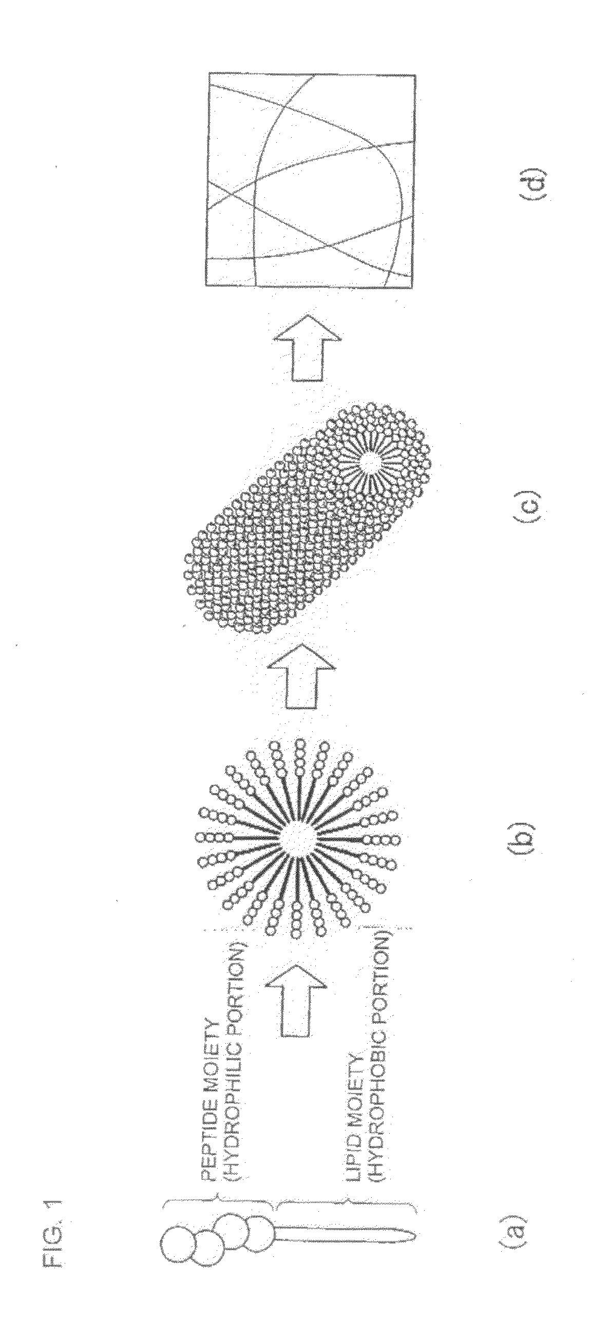 Novel lipid peptide and hydrogel