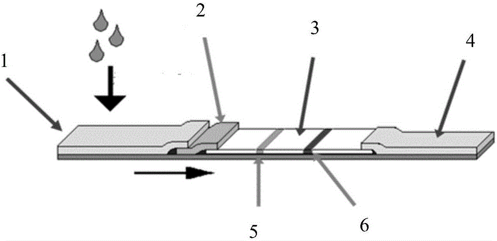 Human lactoferrin monoclonal antibody pair