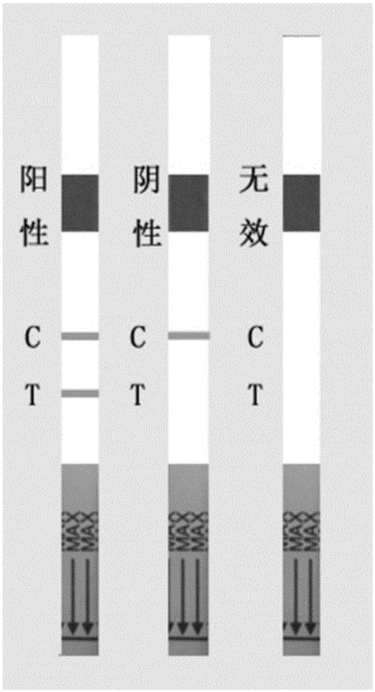 Human lactoferrin monoclonal antibody pair