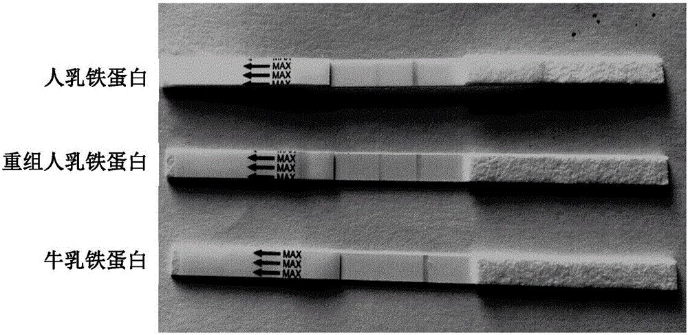 Human lactoferrin monoclonal antibody pair