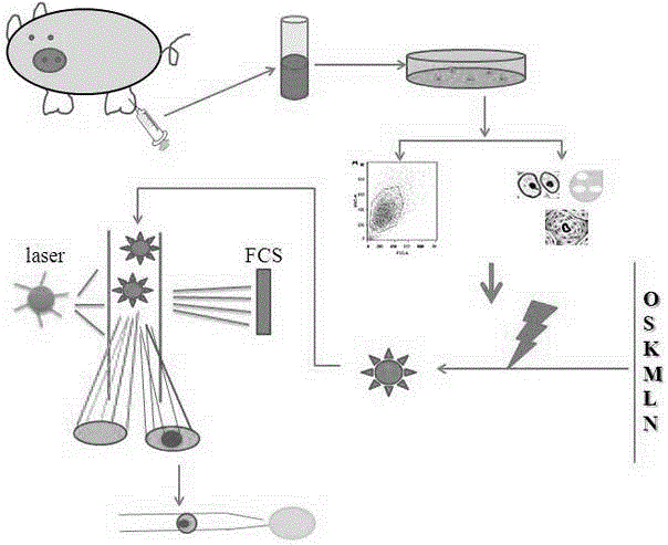 Method for improving in-vitro development efficiency of porcine cloned embryos