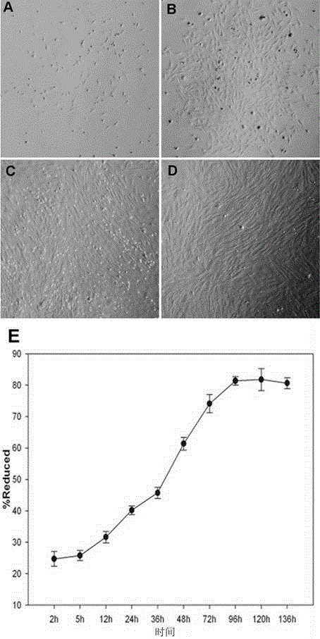 Method for improving in-vitro development efficiency of porcine cloned embryos