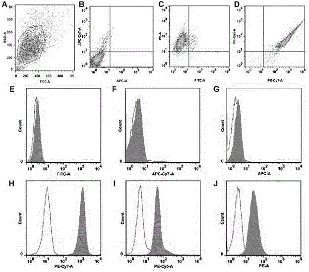 Method for improving in-vitro development efficiency of porcine cloned embryos