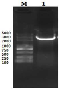 Chitinase gene chic and its encoded protein and application