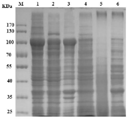 Chitinase gene chic and its encoded protein and application