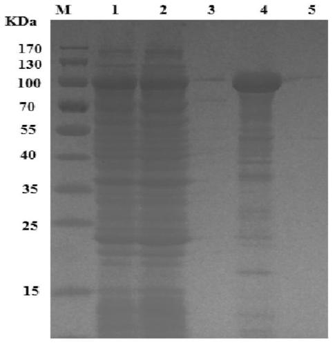 Chitinase gene chic and its encoded protein and application