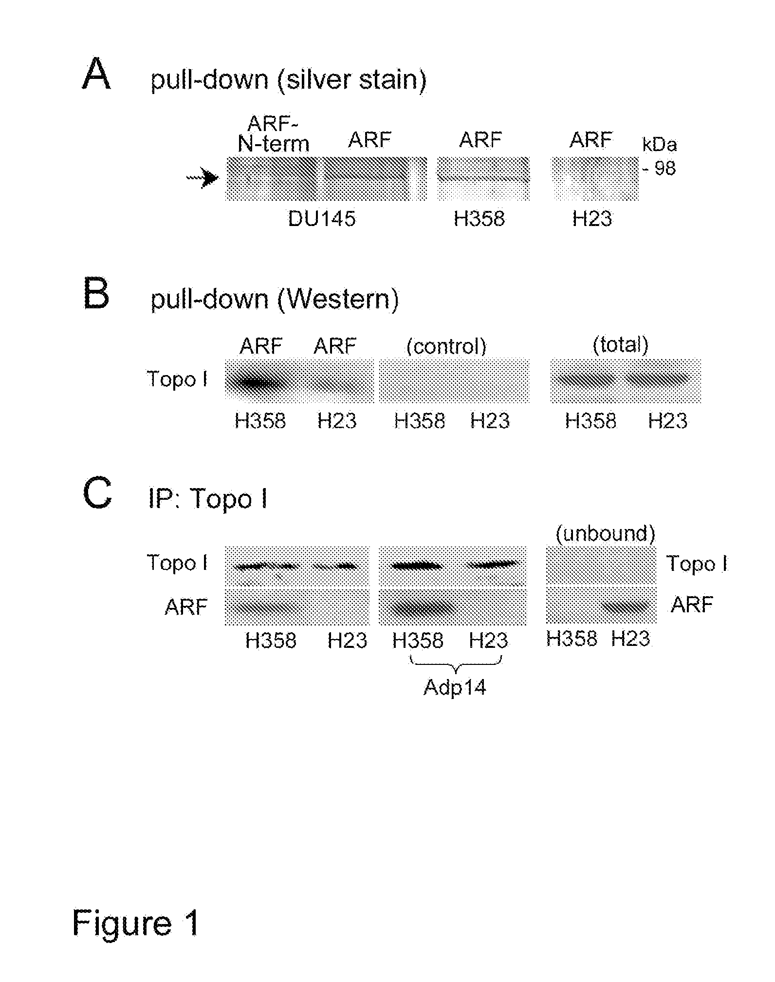 Methods and compositions for topoisomerase i modulated tumor suppression