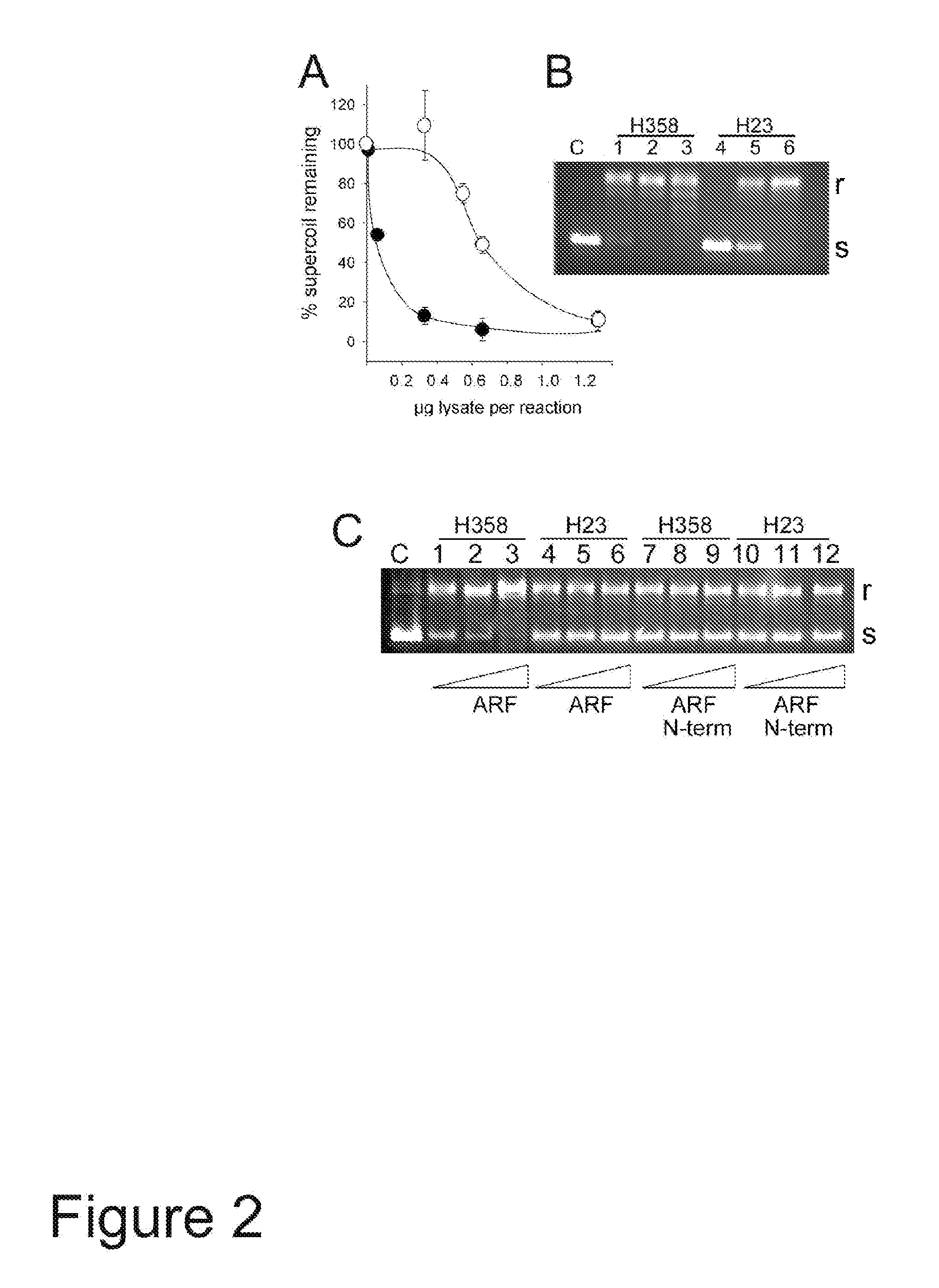 Methods and compositions for topoisomerase i modulated tumor suppression